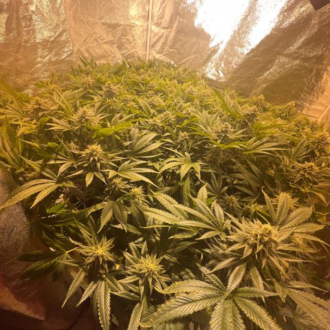 Critical Kush #3 growlog timeline photo
