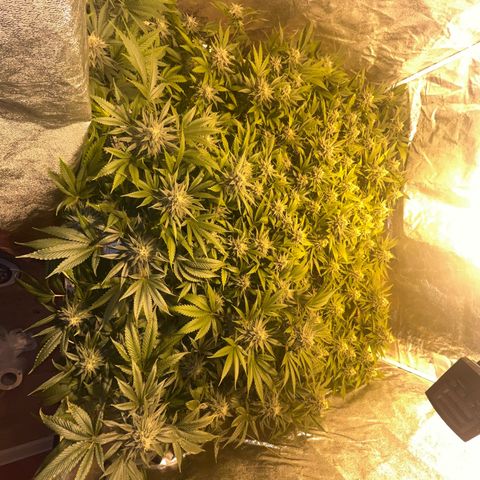 Critical Kush #3 growlog timeline photo