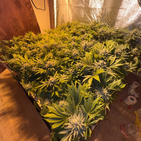 Critical Kush #3 growlog timeline photo