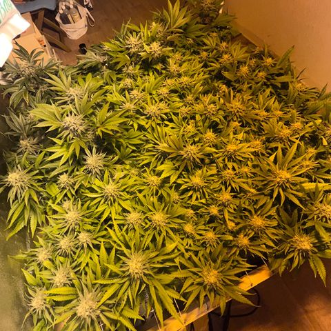 Critical Kush #3 growlog timeline photo