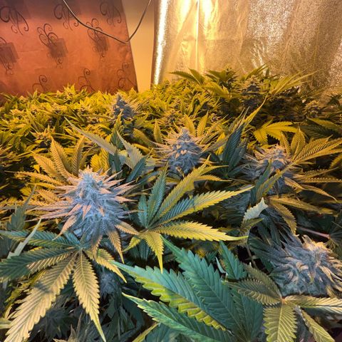 Critical Kush #3 growlog timeline photo