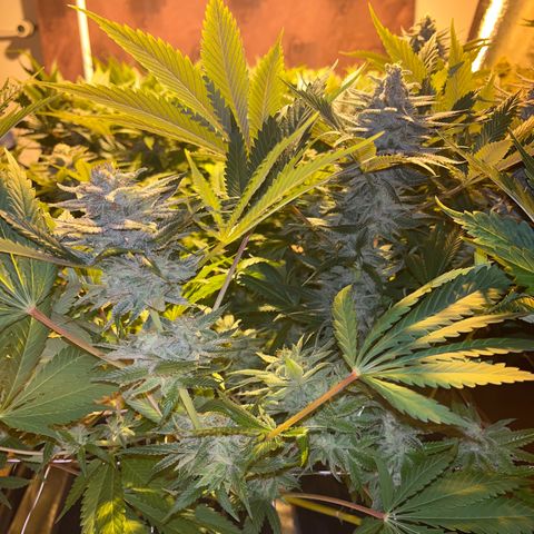 Critical Kush #3 growlog timeline photo