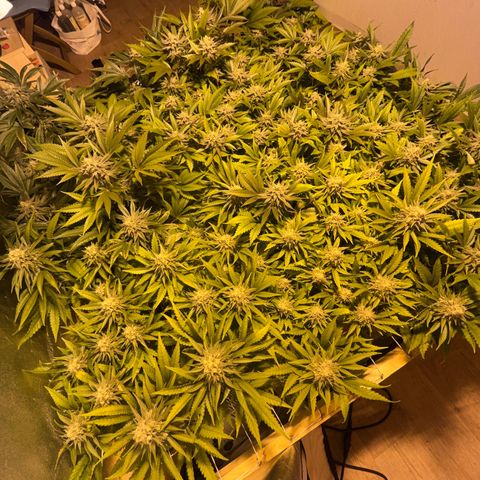 Critical Kush #3 growlog timeline photo