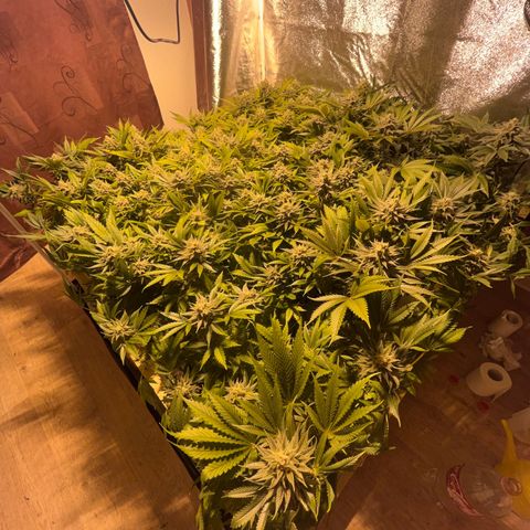 Critical Kush #3 growlog timeline photo