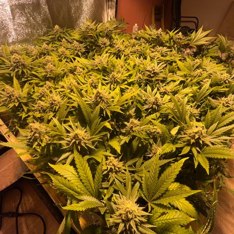Critical Kush #3 growlog timeline photo