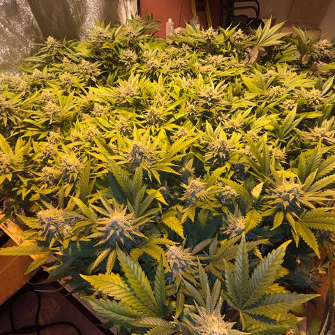 Critical Kush #3 growlog timeline photo