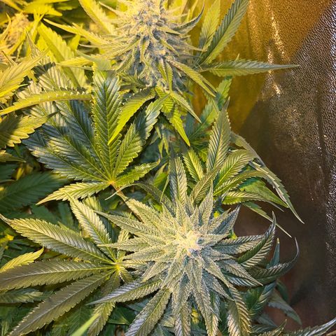 Critical Kush #3 growlog timeline photo