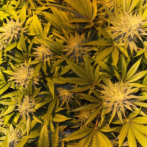 Critical Kush #3 growlog timeline photo