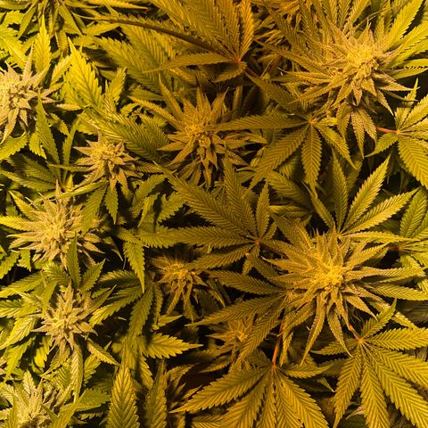 Critical Kush #3 growlog timeline photo