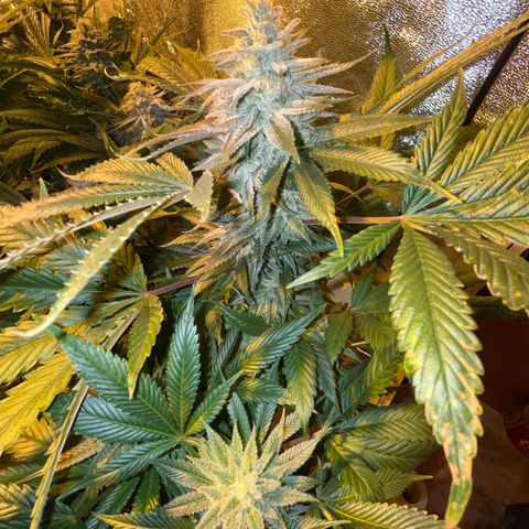 Critical Kush #3 growlog timeline photo