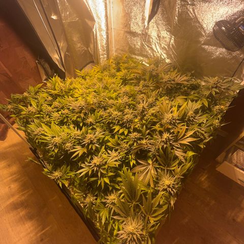Critical Kush #3 growlog timeline photo