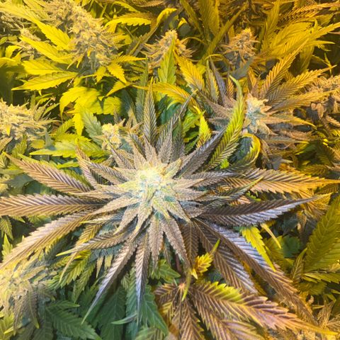 Critical Kush #3 growlog timeline photo