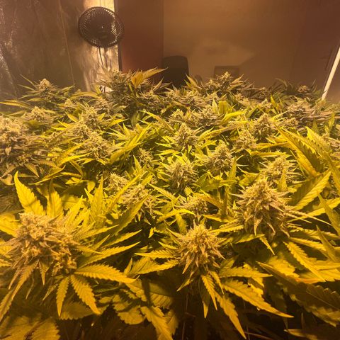 Critical Kush #3 growlog timeline photo