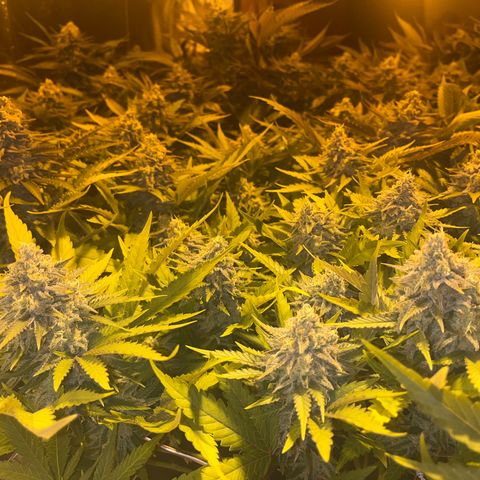 Critical Kush #3 growlog timeline photo