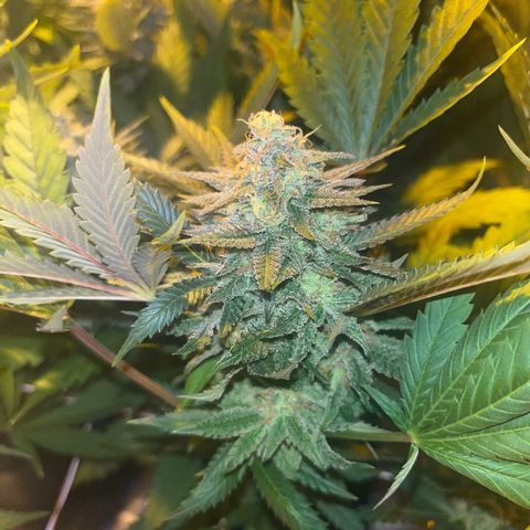 Critical Kush #3 growlog timeline photo