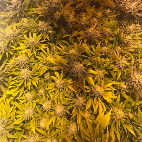 Critical Kush #3 growlog timeline photo