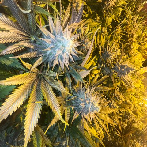 Critical Kush #3 growlog timeline photo
