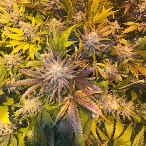 Critical Kush #3 growlog photo: Purple Gelato 😂