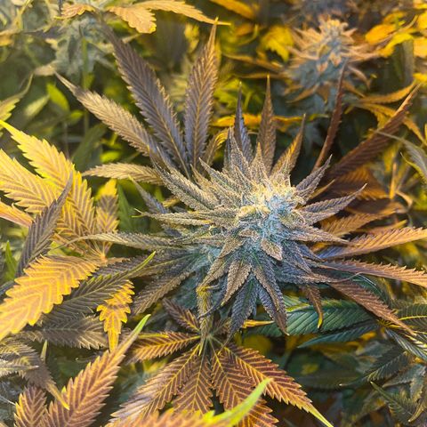 Critical Kush #3 growlog timeline photo