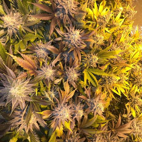 Critical Kush #3 growlog timeline photo