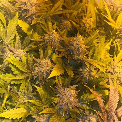 Critical Kush #3 growlog timeline photo