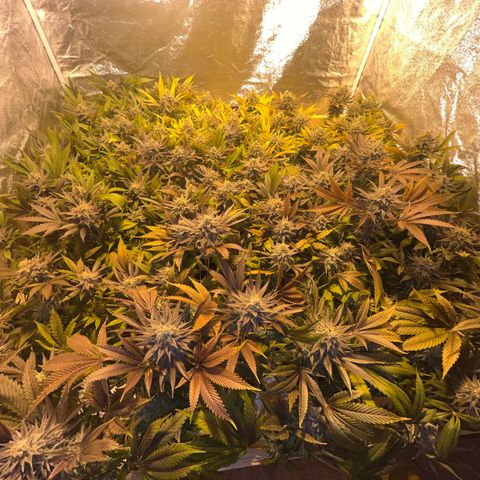 Critical Kush #3 growlog timeline photo
