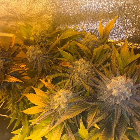 Critical Kush #3 growlog timeline photo