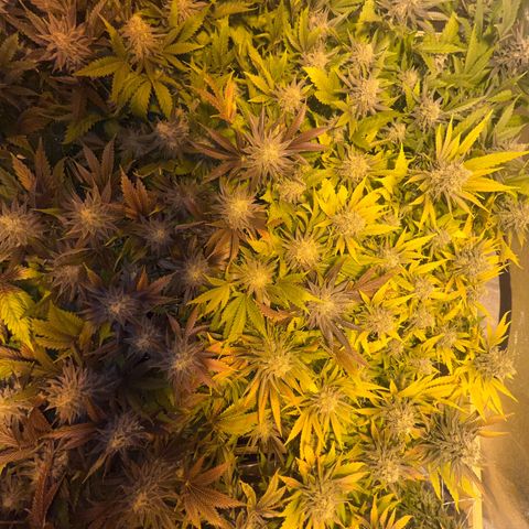 Critical Kush #3 growlog timeline photo