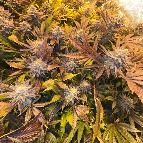 Critical Kush #3 growlog timeline photo