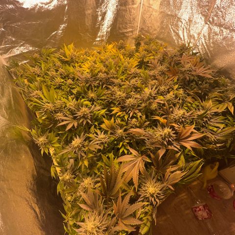 Critical Kush #3 growlog timeline photo