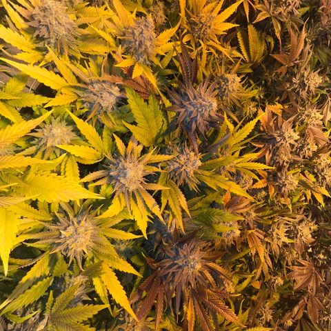 Critical Kush #3 growlog timeline photo