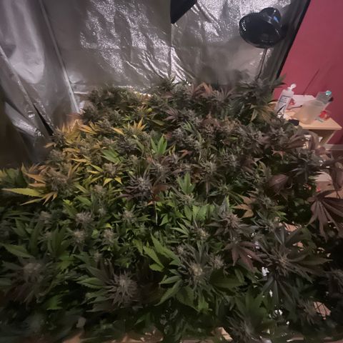 Critical Kush #3 growlog timeline photo