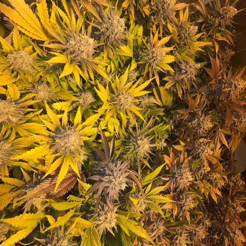 Critical Kush #3 growlog timeline photo