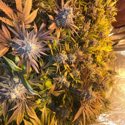 Critical Kush #3 growlog timeline photo