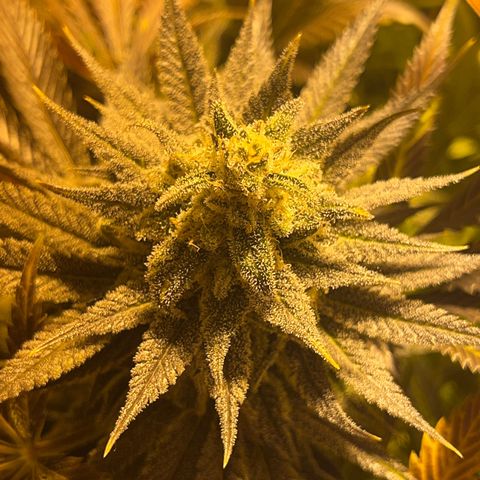 Critical Kush #3 growlog timeline photo