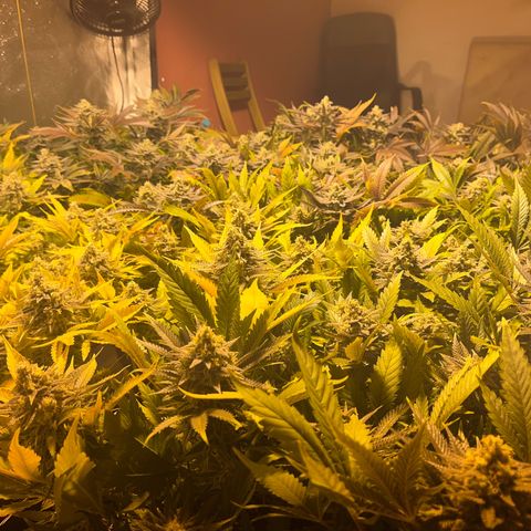 Critical Kush #3 growlog timeline photo