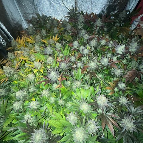 Critical Kush #3 growlog timeline photo
