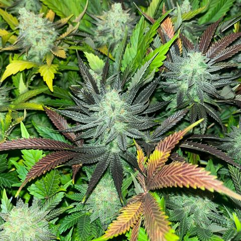 Critical Kush #3 growlog timeline photo