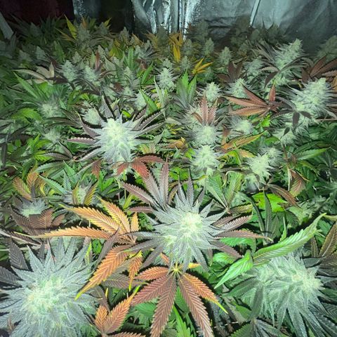 Critical Kush #3 growlog timeline photo