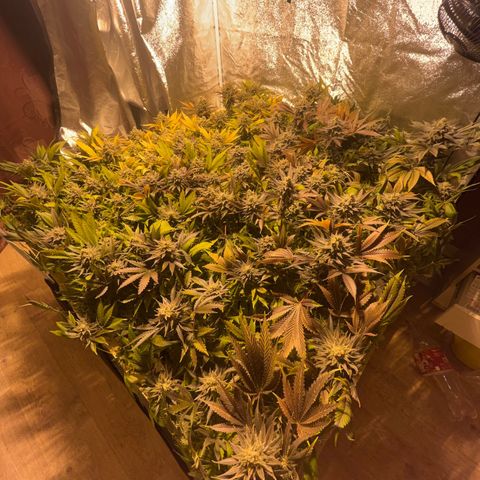 Critical Kush #3 growlog timeline photo