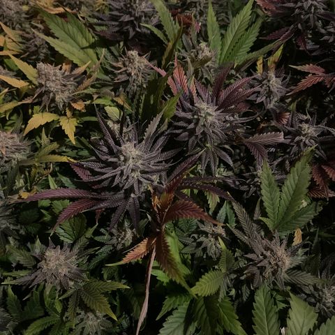 Critical Kush #3 growlog timeline photo