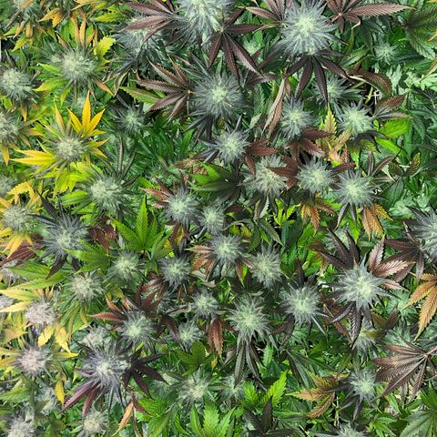 Critical Kush #3 growlog timeline photo