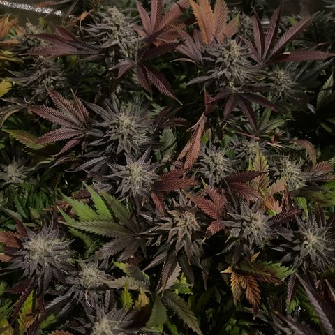 Critical Kush #3 growlog timeline photo
