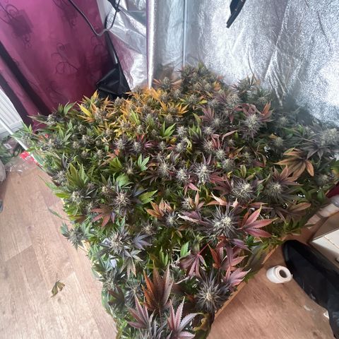 Critical Kush #3 growlog timeline photo