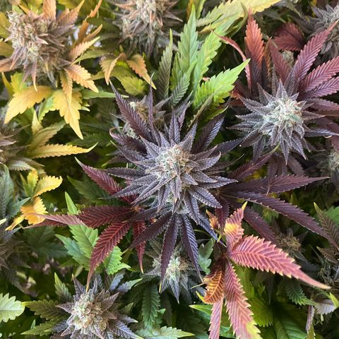 Critical Kush #3 growlog timeline photo