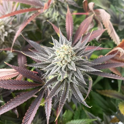 Critical Kush #3 growlog timeline photo