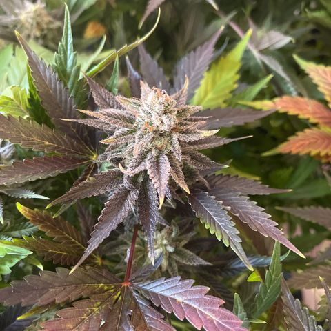 Critical Kush #3 growlog timeline photo