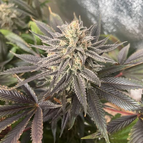 Critical Kush #3 growlog timeline photo