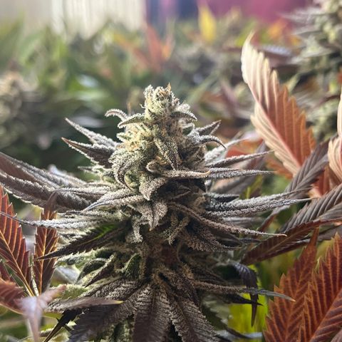Critical Kush #3 growlog timeline photo