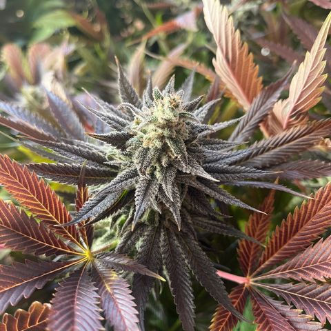 Critical Kush #3 growlog timeline photo